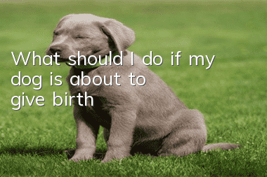 What should I do if my dog is about to give birth?