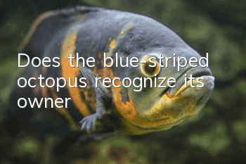 Does the blue-striped octopus recognize its owner?