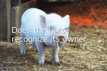 Does the horse recognize its owner?