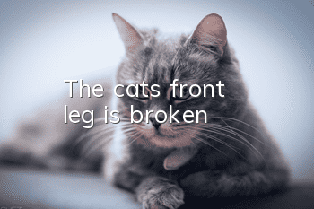 The cat's front leg is broken