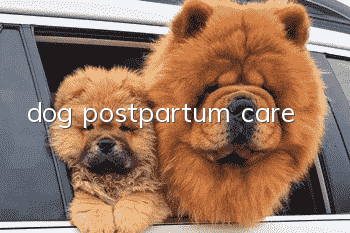 dog postpartum care