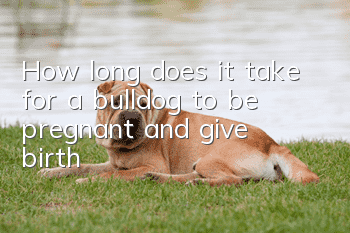 How long does it take for a bulldog to be pregnant and give birth?