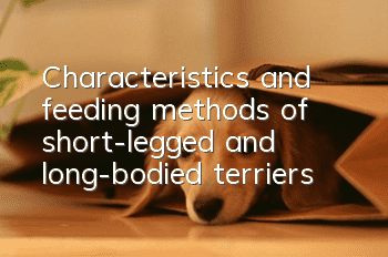 Characteristics and feeding methods of short-legged and long-bodied terriers