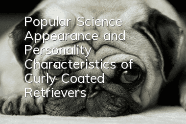 Popular Science | Appearance and Personality Characteristics of Curly Coated Retrievers
