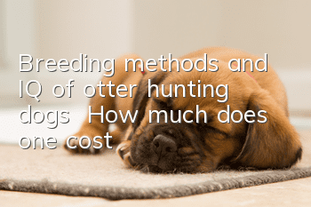 Breeding methods and IQ of otter hunting dogs | How much does one cost?