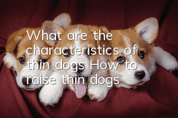 What are the characteristics of thin dogs? How to raise thin dogs