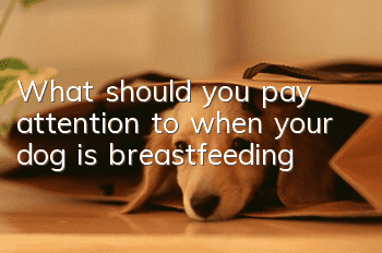 What should you pay attention to when your dog is breastfeeding?