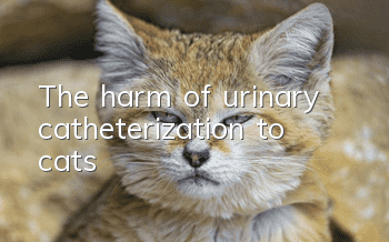 The harm of urinary catheterization to cats