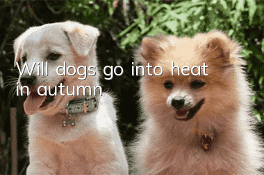 Will dogs go into heat in autumn?