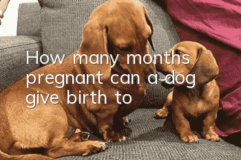 How many months pregnant can a dog give birth to?