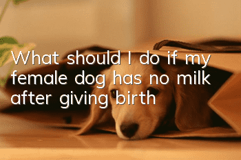 What should I do if my female dog has no milk after giving birth?