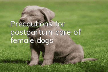 Precautions for postpartum care of female dogs