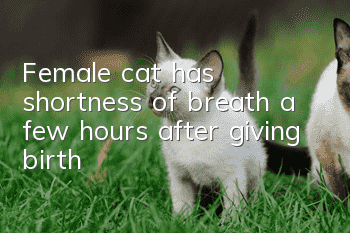 Female cat has shortness of breath a few hours after giving birth