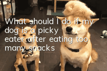 What should I do if my dog is a picky eater after eating too many snacks?