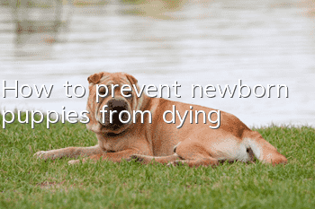 How to prevent newborn puppies from dying?