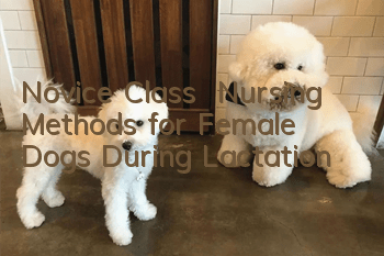 Novice Class | Nursing Methods for Female Dogs During Lactation