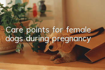 Care points for female dogs during pregnancy