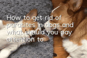 How to get rid of parasites in dogs and what should you pay attention to?