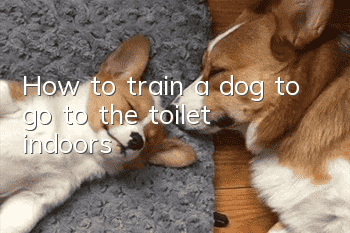 How to train a dog to go to the toilet indoors?