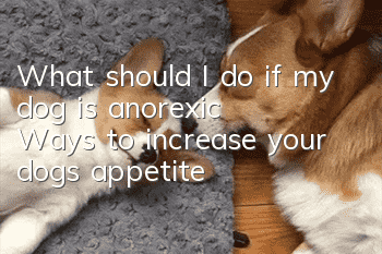 What should I do if my dog is anorexic? Ways to increase your dog’s appetite