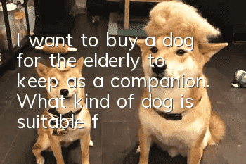 I want to buy a dog for the elderly to keep as a companion. What kind of dog is suitable for the elderly to keep?