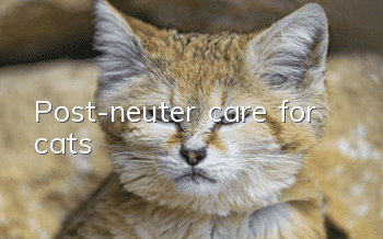 Post-neuter care for cats