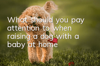 What should you pay attention to when raising a dog with a baby at home?