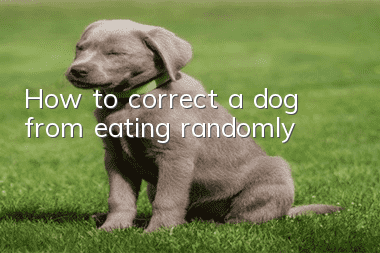 How to correct a dog from eating randomly