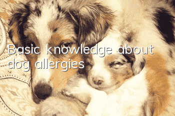Basic knowledge about dog allergies