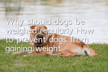 Why should dogs be weighed regularly? How to prevent dogs from gaining weight?