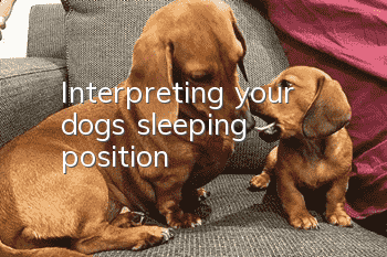 Interpreting your dog’s sleeping position