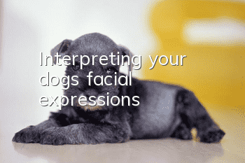 Interpreting your dog’s facial expressions