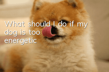 What should I do if my dog ​​is too energetic?