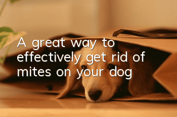 A great way to effectively get rid of mites on your dog!