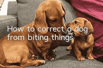 How to correct a dog from biting things