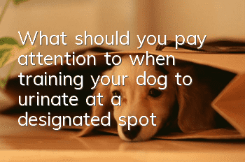 What should you pay attention to when training your dog to urinate at a designated spot?