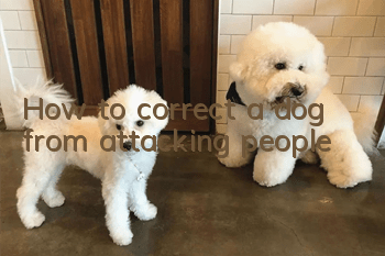How to correct a dog from attacking people