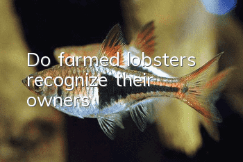 Do farmed lobsters recognize their owners?