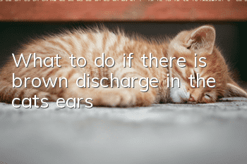 What to do if there is brown discharge in the cat’s ears