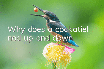 Why does a cockatiel nod up and down?