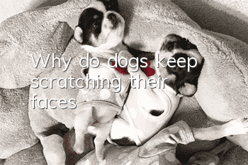 Why do dogs keep scratching their faces?