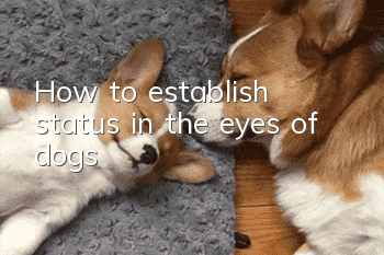 How to establish status in the eyes of dogs