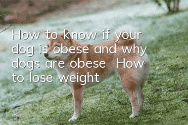 How to know if your dog is obese and why dogs are obese | How to lose weight