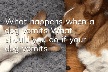 What happens when a dog vomits? What should you do if your dog vomits?