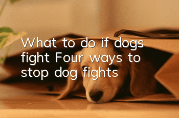 What to do if dogs fight? Four ways to stop dog fights