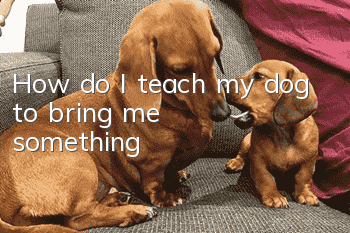 How do I teach my dog to bring me something?