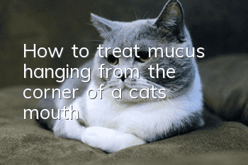 How to treat mucus hanging from the corner of a cat’s mouth