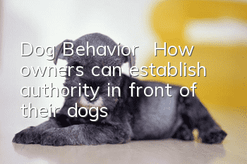 Dog Behavior | How owners can establish authority in front of their dogs