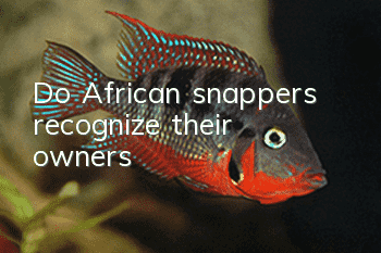 Do African snappers recognize their owners?