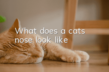 What does a cat’s nose look like?